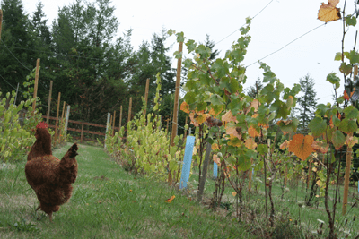 Rooster in vineyard