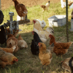 Chickens