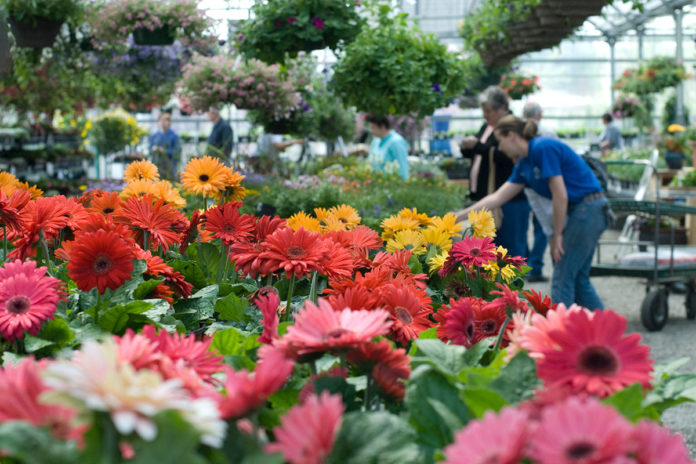 Shortys1 Flowers in Shorty's Garden Center